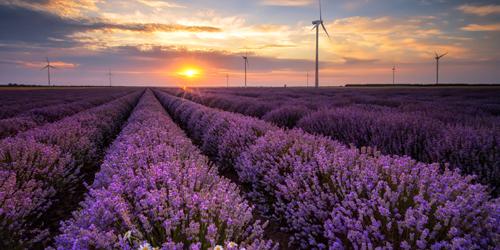 Flowers and wind turbine